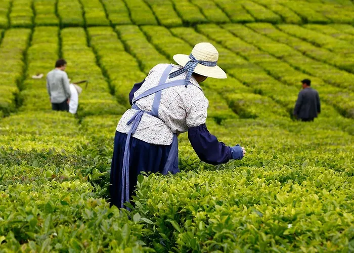 Magnolia - Casa Com Dois Quartos Junto Ao Mar - Renovada Em 2023 * Mosteiros (Azores)